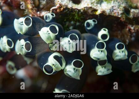 Tropische kolonialen Seescheiden Stockfoto