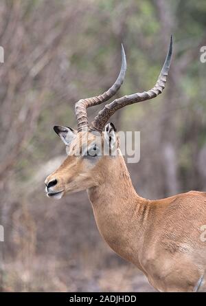 Portraitfotos eines Impala ram in die Nxai Pan National Park von Botswana Stockfoto