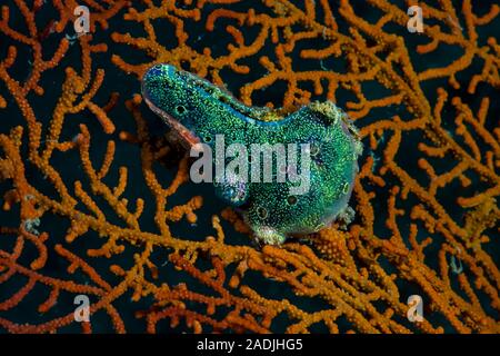 Gorgonian Clam bedeckt von Aszidianen Stockfoto