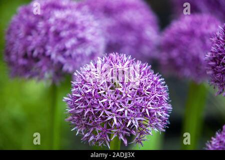 Riesige Zwiebel Allium giganteum 'Globemaster' Stockfoto