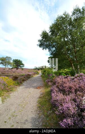 Schöne Heidekraut Blüte in Dunwich Heath, Suffolk Stockfoto