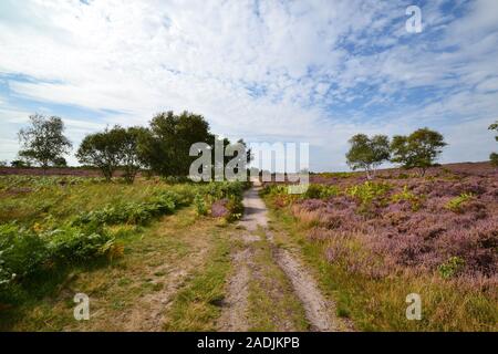 Dunwich Heath an einem schönen Sommertag, Suffolk, Vereinigtes Königreich Stockfoto