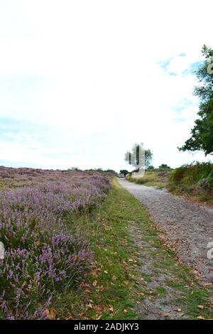 Schönen Sommertag mit bunten Heidekraut sat Dunwich Heath, Suffolk, Vereinigtes Königreich Stockfoto