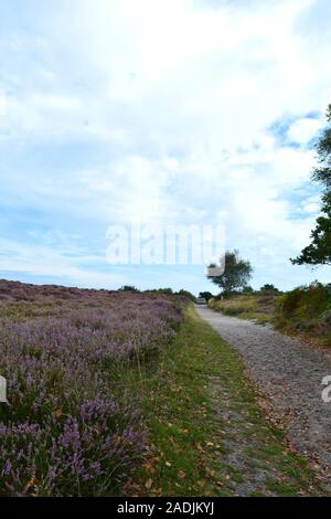 Schöne Heidekraut blüht in Dunwich Heath, Suffolk, Vereinigtes Königreich Stockfoto