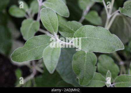 Andengemeinschaft Silber Blatt Salbei Salvia verfärben. Stockfoto