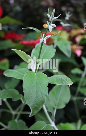 Andengemeinschaft Silber Blatt Salbei Salvia verfärben. Stockfoto