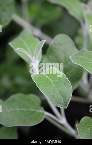 Andengemeinschaft Silber Blatt Salbei Salvia verfärben. Stockfoto