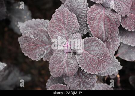 Deep Purple und schwarz Coleus blumei, Plectranthus scutellarioides, lebendige beliebte Gartenpflanze Stockfoto