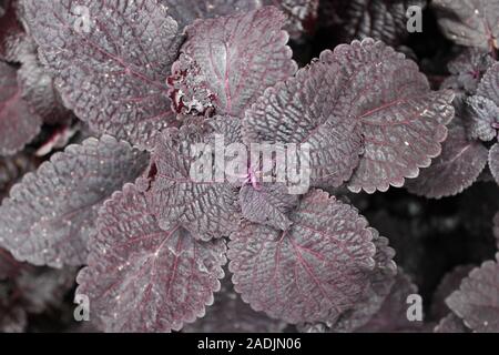 Deep Purple und schwarz Coleus blumei, Plectranthus scutellarioides, lebendige beliebte Gartenpflanze Stockfoto