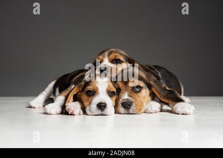 Beagle tricolour Welpen sind posieren. Süße weiß-braun-schwarz doggies oder Haustiere spielen auf grauem Hintergrund. Schauen besucht und verspielt. Studio photoshot. Konzept der Bewegung, Bewegung, Aktion. Negativer Platz. Stockfoto