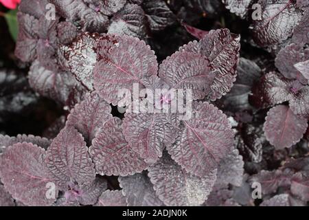 Deep Purple und schwarz Coleus blumei, Plectranthus scutellarioides, lebendige beliebte Gartenpflanze Stockfoto