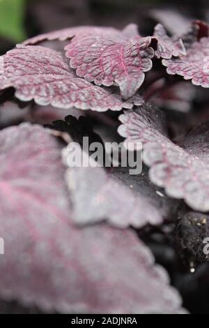 Deep Purple und schwarz Coleus blumei, Plectranthus scutellarioides, lebendige beliebte Gartenpflanze Stockfoto