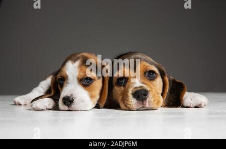 Beagle tricolour Welpen sind posieren. Süße weiß-braun-schwarz doggies oder Haustiere spielen auf grauem Hintergrund. Schauen besucht und verspielt. Studio photoshot. Konzept der Bewegung, Bewegung, Aktion. Negativer Platz. Stockfoto