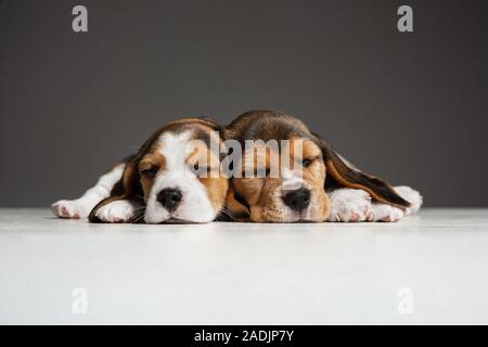 Beagle tricolour Welpen sind posieren. Süße weiß-braun-schwarz doggies oder Haustiere spielen auf grauem Hintergrund. Schauen besucht und verspielt. Studio photoshot. Konzept der Bewegung, Bewegung, Aktion. Negativer Platz. Stockfoto