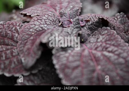 Deep Purple und schwarz Coleus blumei, Plectranthus scutellarioides, lebendige beliebte Gartenpflanze Stockfoto