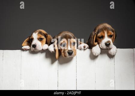 Beagle tricolour Welpen sind posieren. Süße weiß-braun-schwarz doggies oder Haustiere spielen auf grauem Hintergrund. Schauen besucht und verspielt. Studio photoshot. Konzept der Bewegung, Bewegung, Aktion. Negativer Platz. Stockfoto