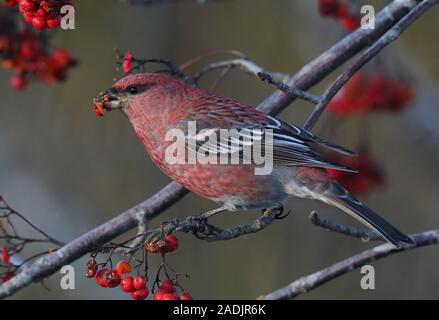 Pinie grosbeak, Pinicola enucleator Essen Rowan Beeren Stockfoto