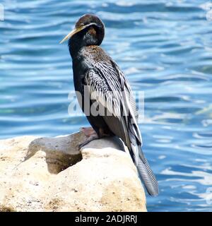 Australasian Darter Anhinga novaehollandiae, bekannt als die "snakebird". Shelly Beach, Sydney, Australien Stockfoto