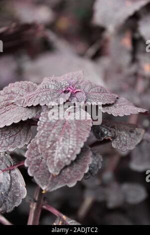 Deep Purple und schwarz Coleus blumei, Plectranthus scutellarioides, lebendige beliebte Gartenpflanze Stockfoto