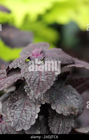 Deep Purple und schwarz Coleus blumei, Plectranthus scutellarioides, lebendige beliebte Gartenpflanze Stockfoto