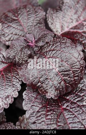 Deep Purple und schwarz Coleus blumei, Plectranthus scutellarioides, lebendige beliebte Gartenpflanze Stockfoto