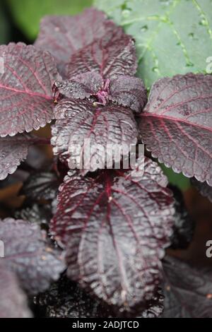 Deep Purple und schwarz Coleus blumei, Plectranthus scutellarioides, lebendige beliebte Gartenpflanze Stockfoto