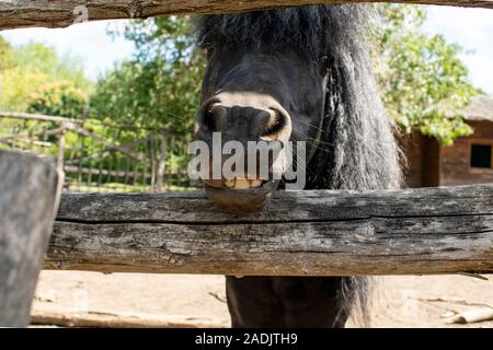 Bkack junges Pferd in die Kamera schaut mit weißen Zähnen Lächeln. Stockfoto