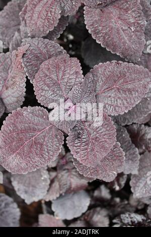 Deep Purple und schwarz Coleus blumei, Plectranthus scutellarioides, lebendige beliebte Gartenpflanze Stockfoto