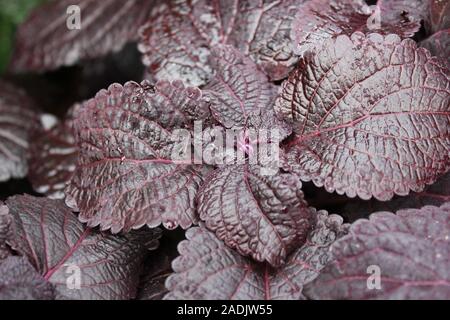 Deep Purple und schwarz Coleus blumei, Plectranthus scutellarioides, lebendige beliebte Gartenpflanze Stockfoto