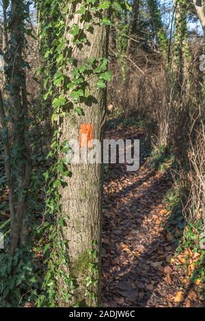 Der orangefarbene Trail zieht sich auf den Baumstamm (im US- und kanadischen Stil). Blazes markieren Waldwege, damit andere sicher folgen können. Schild steht für „Weiter geradeaus“ Stockfoto