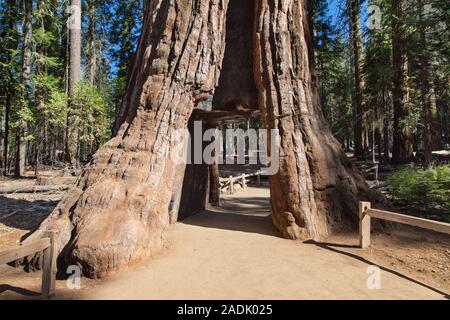 Kalifornien Tunnel Tree in Mariposa Grove, Yosemite National Park, Kalifornien, USA. Stockfoto