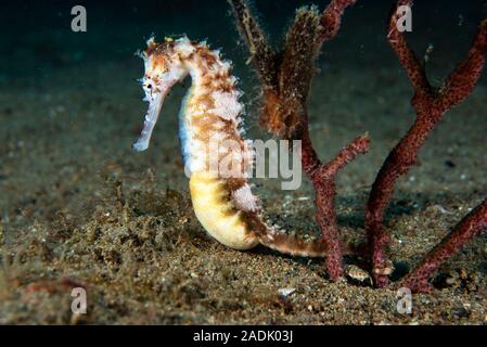 Dorniges Seepferdchen Hippocampus histrix Stockfoto