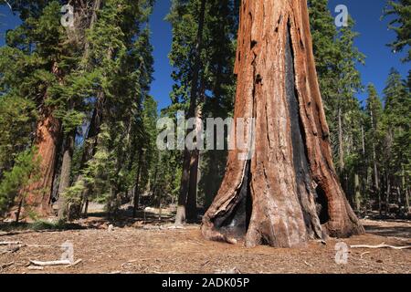 Sequoia in Mariposa Grove, Yosemite National Park, Kalifornien, USA verbrannt. Stockfoto