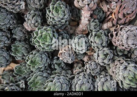 Haworthiopsis reinwardtii, Haworthia reinwardtii, Zebra Warze Pflanze, Zebrina Stockfoto