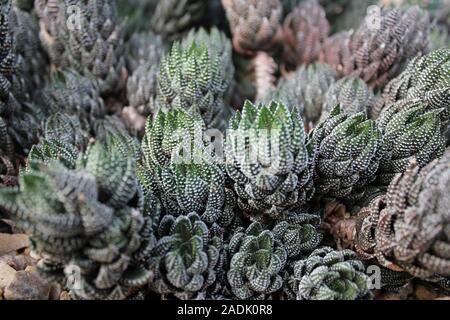 Haworthiopsis reinwardtii, Haworthia reinwardtii, Zebra Warze Pflanze, Zebrina Stockfoto