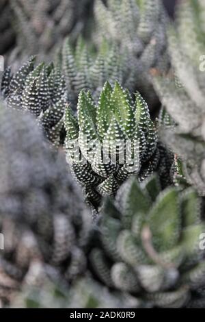 Haworthiopsis reinwardtii, Haworthia reinwardtii, Zebra Warze Pflanze, Zebrina Stockfoto