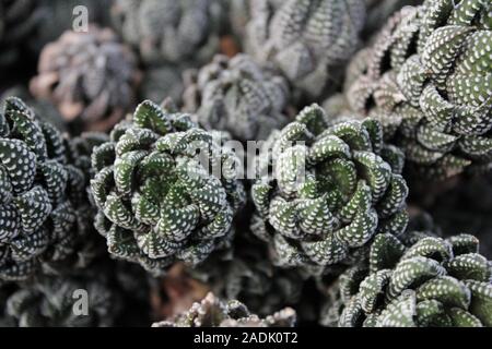 Haworthiopsis reinwardtii, Haworthia reinwardtii, Zebra Warze Pflanze, Zebrina Stockfoto