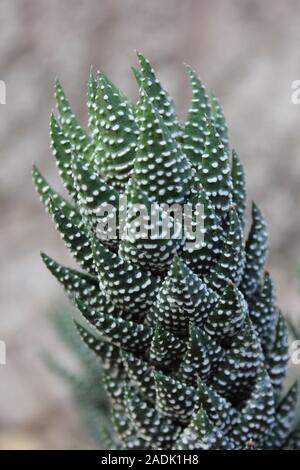 Haworthiopsis reinwardtii, Haworthia reinwardtii, Zebra Warze Pflanze, Zebrina Stockfoto