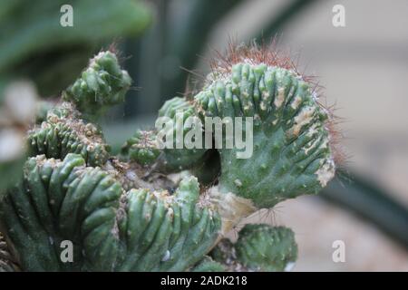 Schön cristata Sukkulenten wachsen in einer Wüste Garten Stockfoto