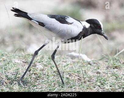 Ein Schmied Kiebitz oder Schmied plover (Vanellus armatus). Sinya Wildlife Management Area, Tansania. Stockfoto