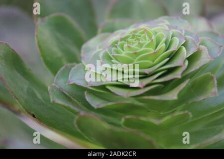 Aeonium, Baum, houseleeks Anlage Stockfoto