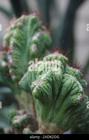 Schön cristata Sukkulenten wachsen in einer Wüste Garten Stockfoto