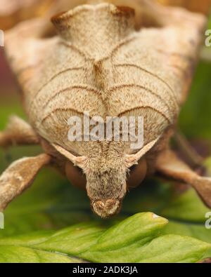 Nahaufnahme Vorderansicht eines Winkels Schattierungen Motte (Phlogophora meticulosa) sitzt auf einem Farn. Tipperary, Irland Stockfoto