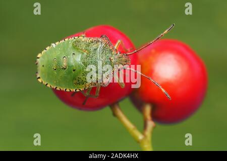 Weißdorn Shieldbug endgültige instar Nymphe (Acanthosoma haemorrhoidale) ruht auf Rowan Beeren oder Eberesche (Sorbus aucuparia). Tipperary, Irland Stockfoto