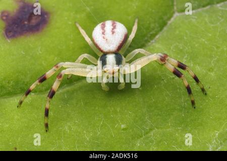 Männliche Misumena vatia crab Spider sitzen auf Pflanze Blatt. Tipperary, Irland Stockfoto