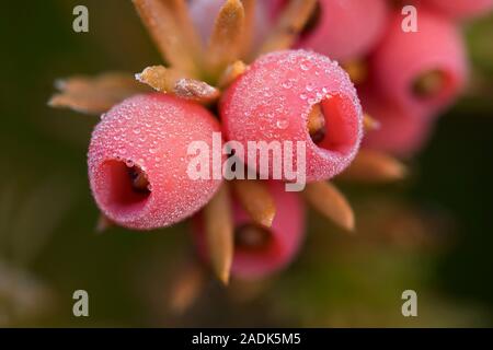 Eibe (Taxus whipplei Beeren) mit Frost. Tipperary, Irland Stockfoto