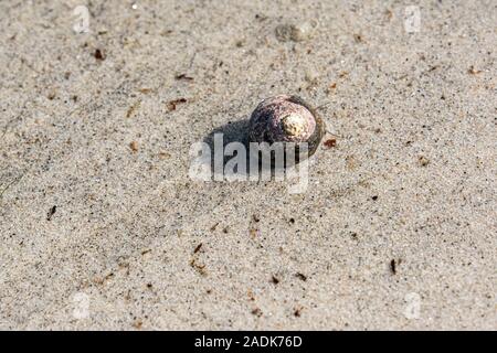 Eine Schnecke mit Oberschale, die Spuren in nassem Sand macht Stockfoto