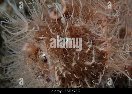 Gestreifter Anglerfisch Antennarius striatus Stockfoto