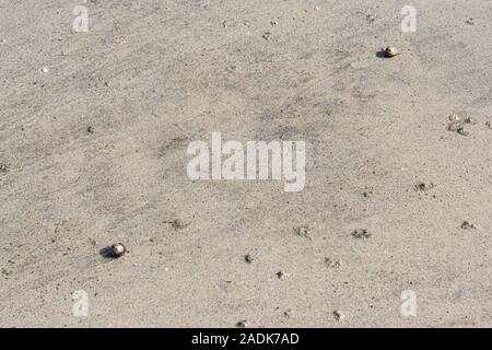 Zwei Top Shell Schnecken an einem nassen Sandstrand Stockfoto