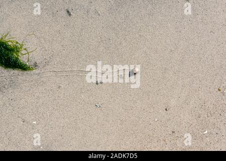 Eine Schnecke mit Oberschale, die Spuren in nassem Sand macht Stockfoto